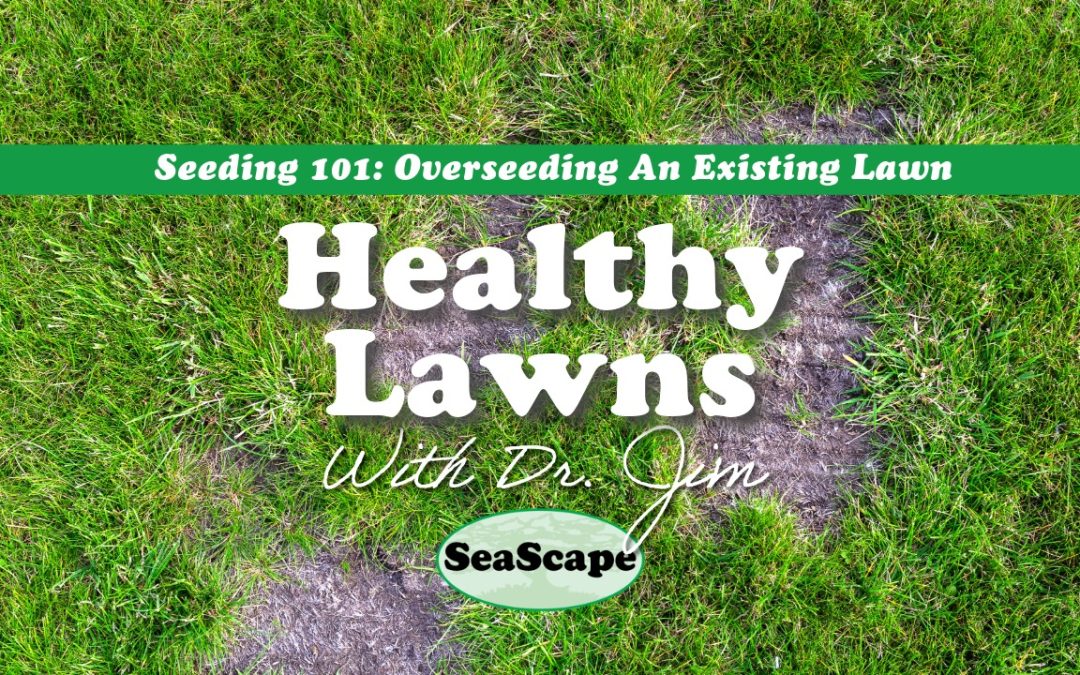 How to Seed an Existing Lawn: Why Seed-to-Soil Contact Matters
