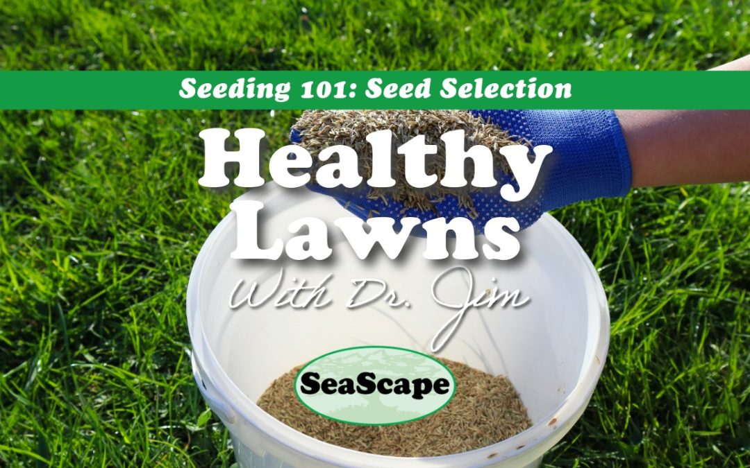 Choosing the Best Grass Seed for Your Lawn: What Homeowners Should Know